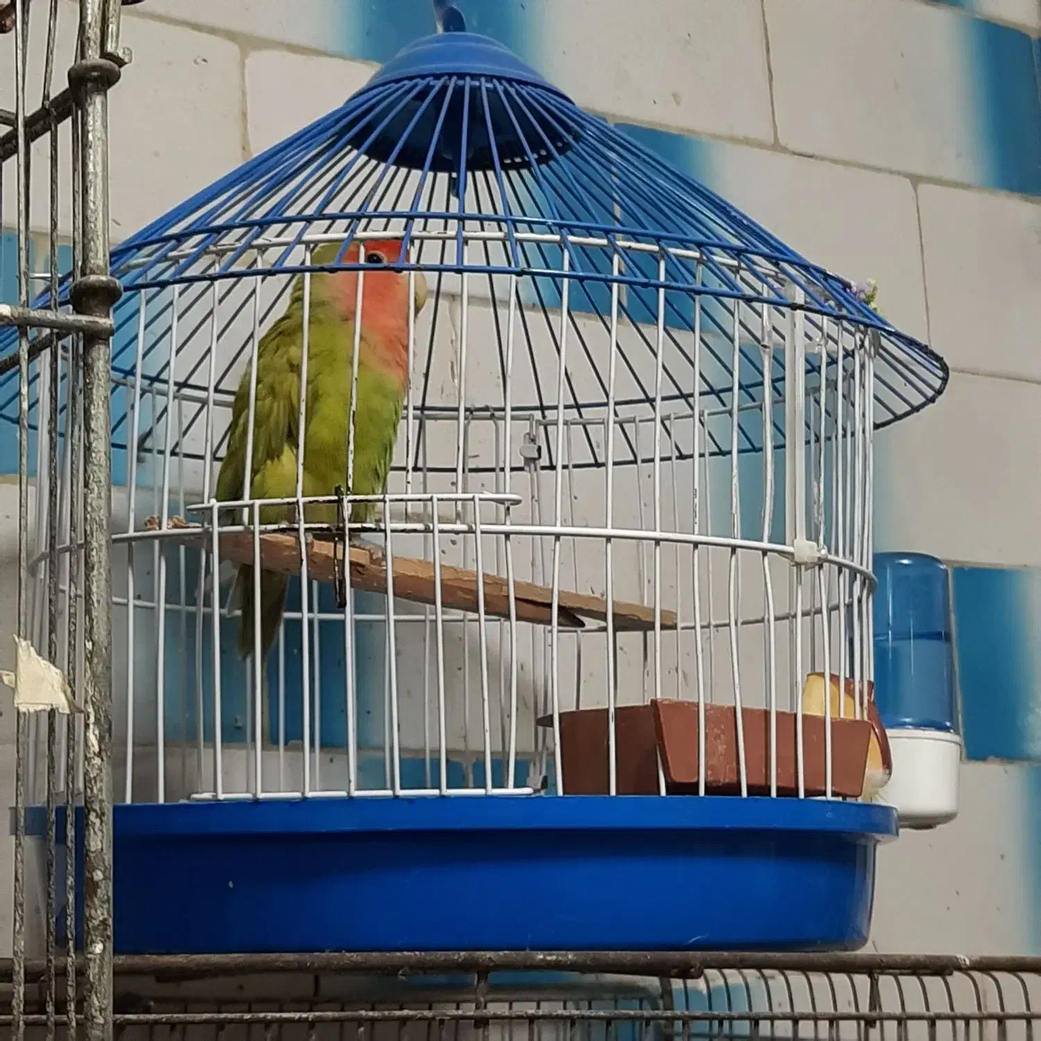 طوطی برزیلی با قفس فانتزی|پرنده|رشت, سلیمانداراب|دیوار