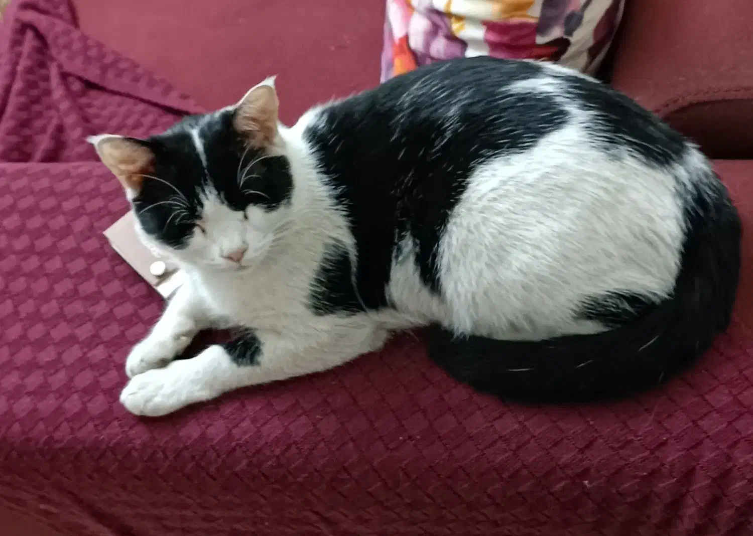 گمشده (مژدگانی 30 میلیون) محدوده پارامونت|حیوانات|شیراز, زند|دیوار