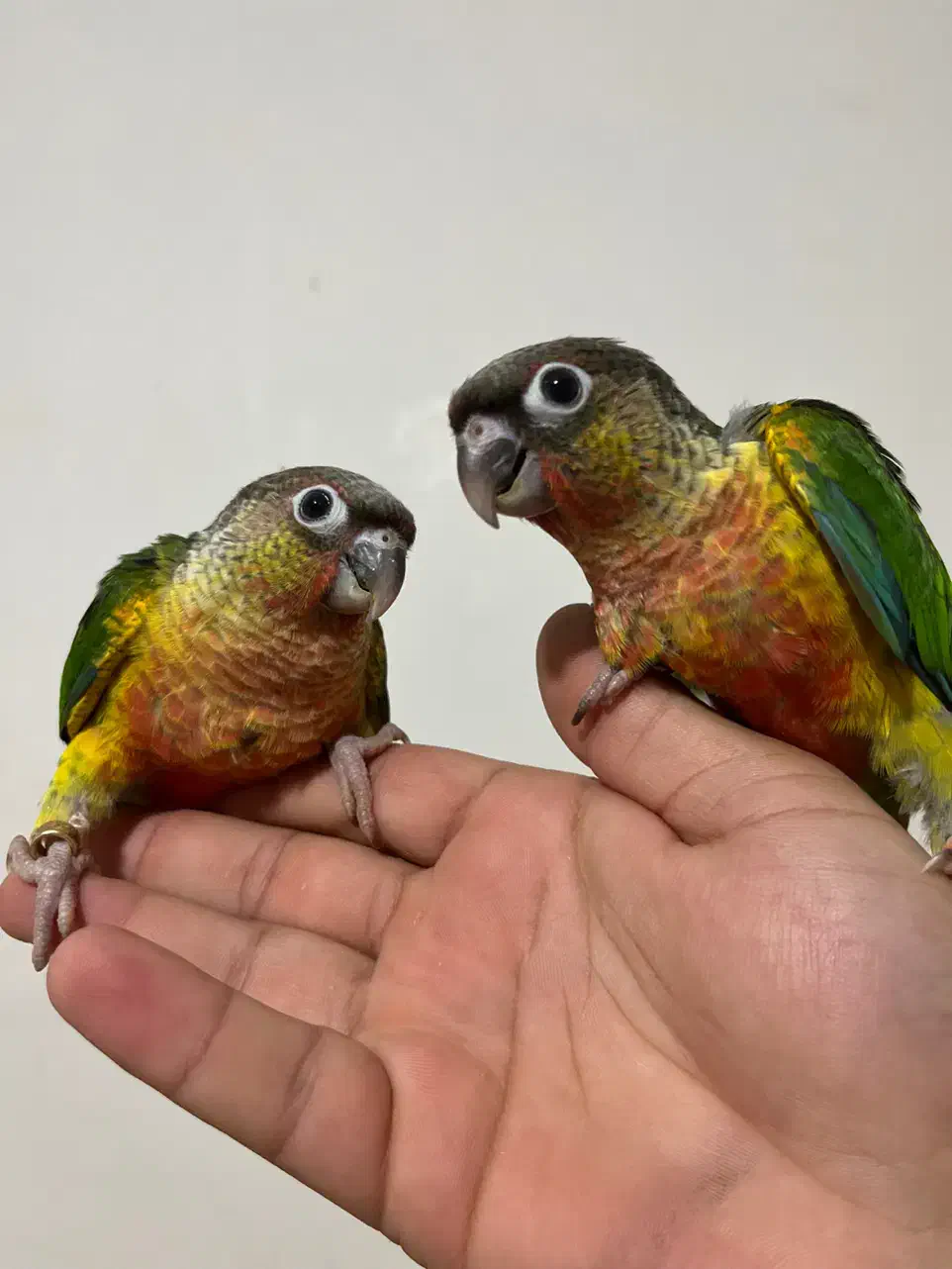 گیرینچیک سرلاکی و دونخور|پرنده|ساری, |دیوار