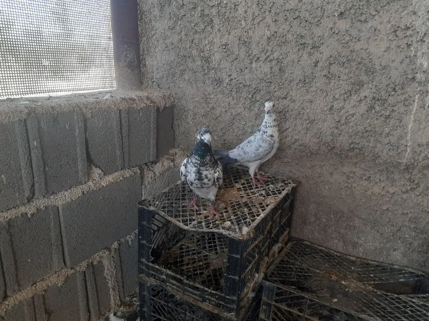 کبوتر گوره ای|پرنده|بوشکان, |دیوار