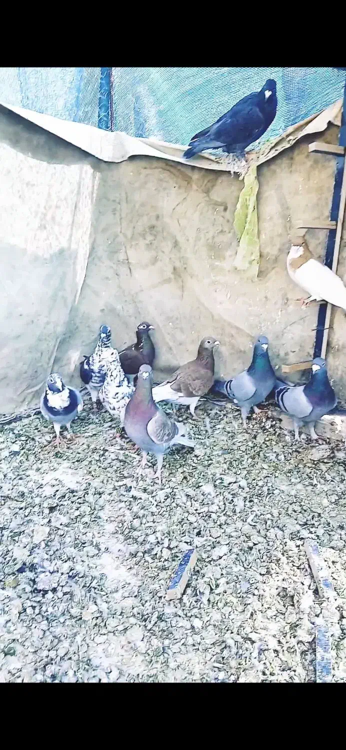 کبوتر|پرنده|بختگان, |دیوار