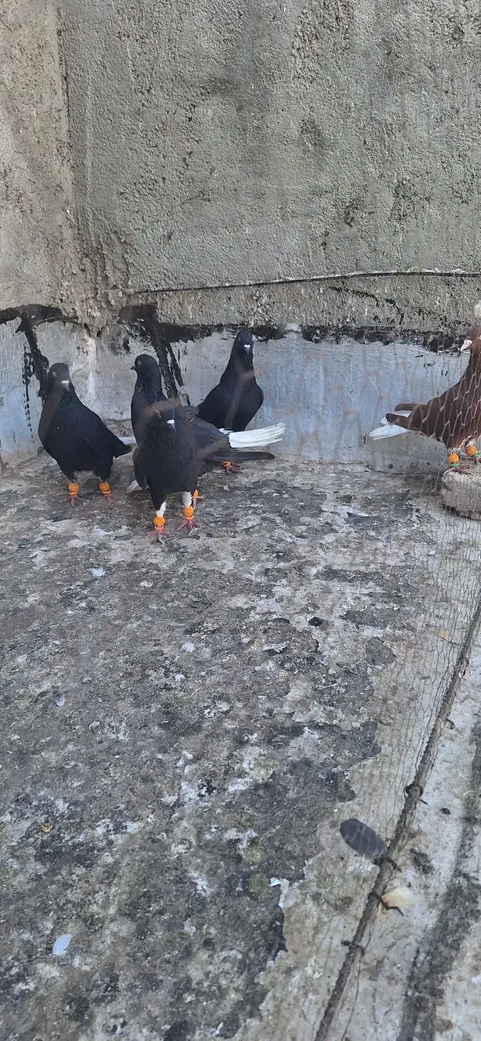 ۵تا دمسفید بشرط پرش|پرنده|الوند, |دیوار