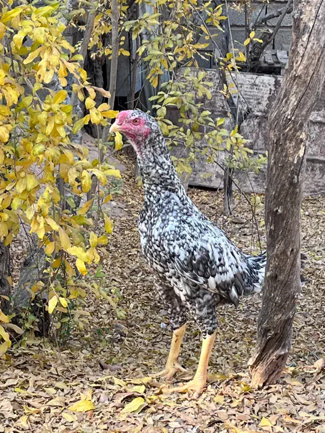 خروس لاری|حیوانات مزرعه|شیراز, فرهنگ شهر|دیوار