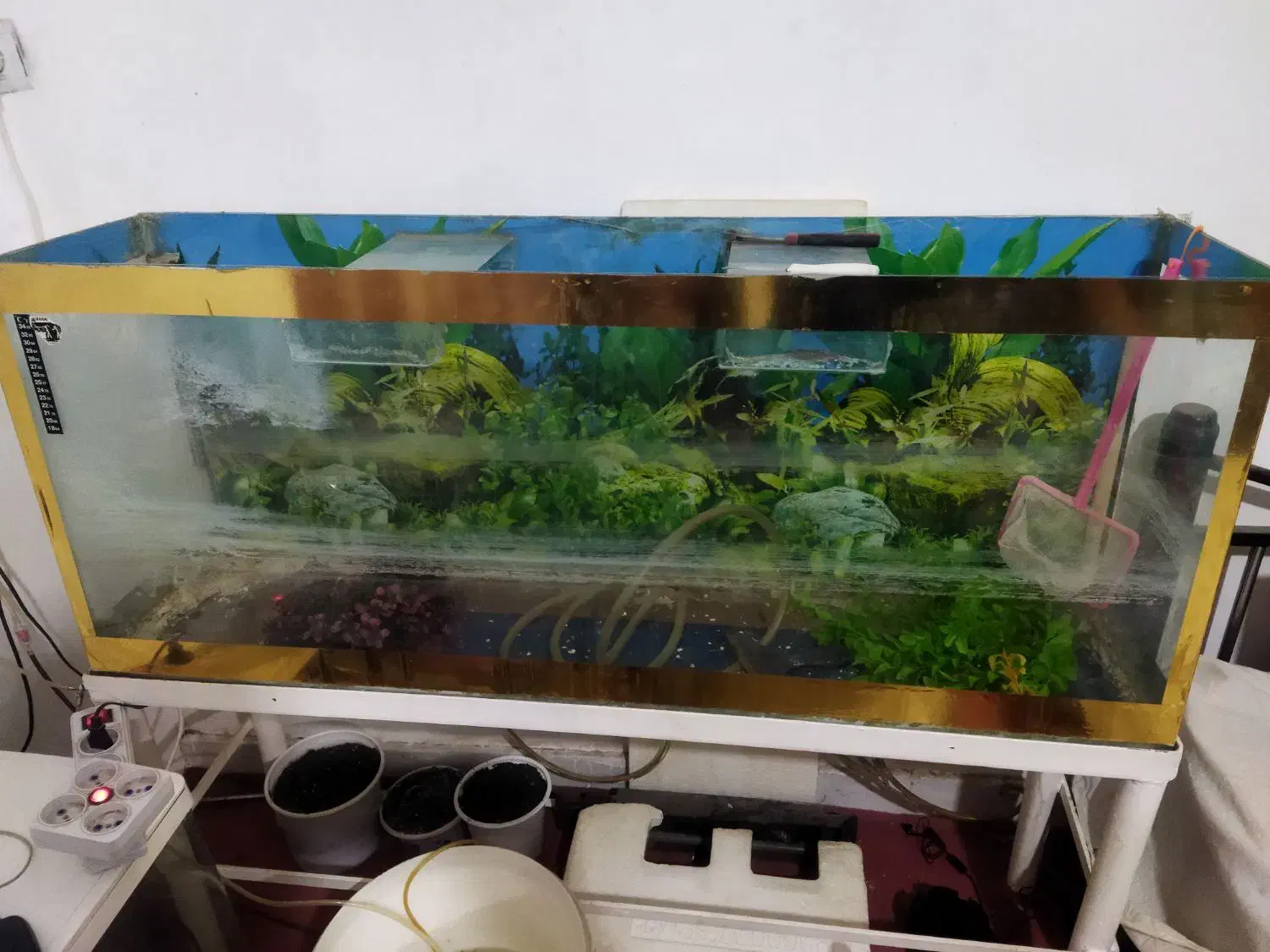 آکواریوم|ماهی|مشهد, رضاشهر|دیوار