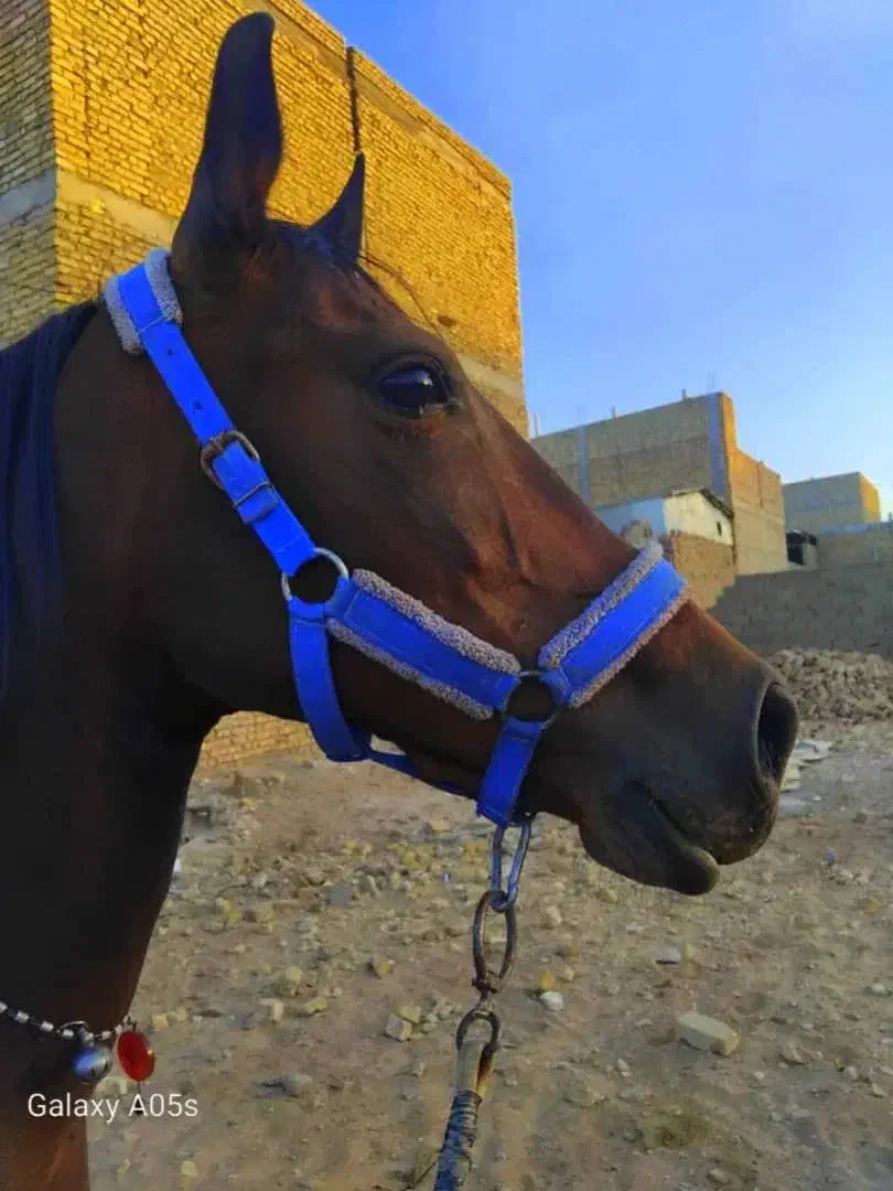 مادیان آبستن|اسب و تجهیزات اسب‌سواری|یزد, |دیوار