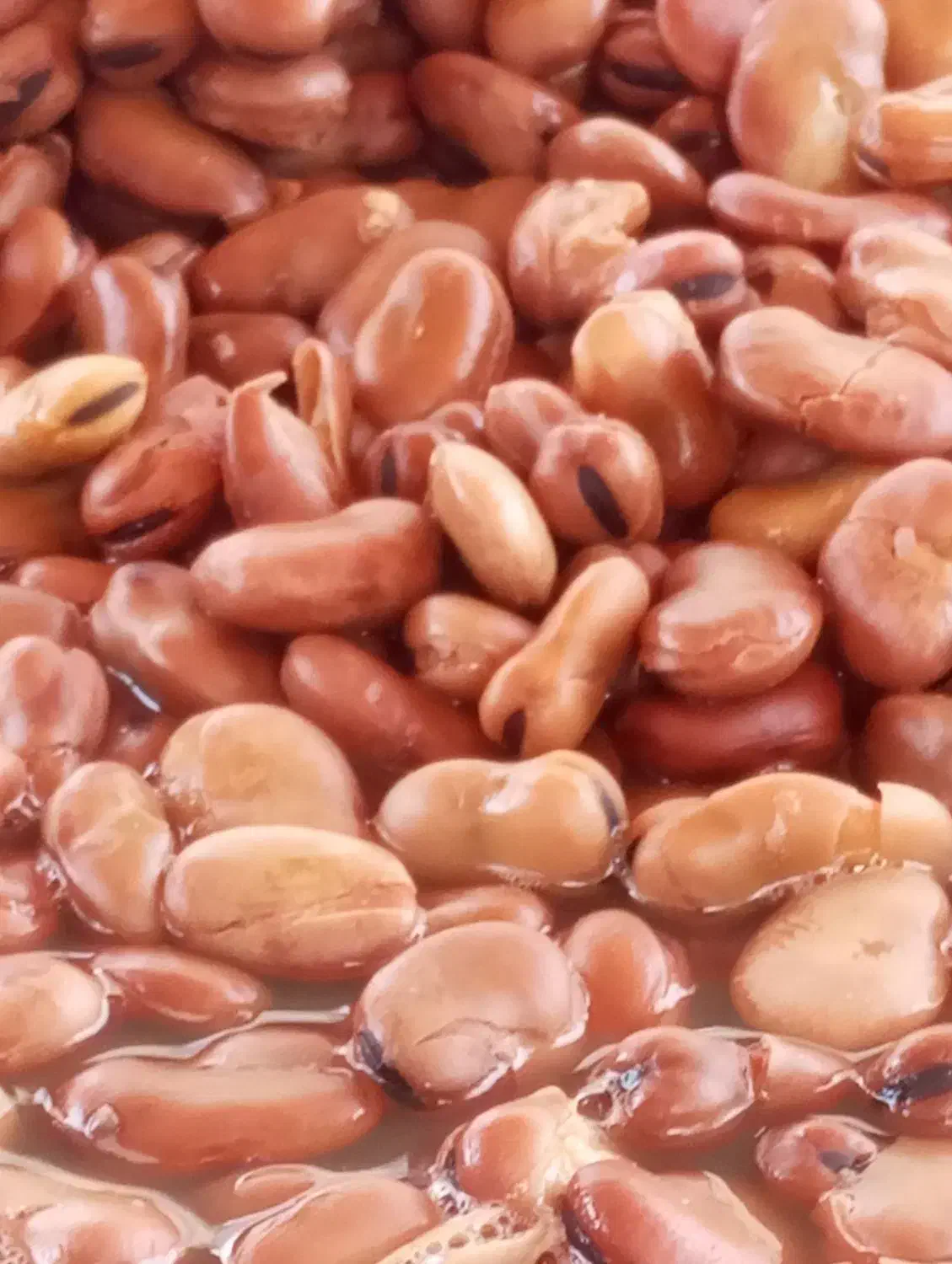 باقلا خشک|خوردنی و آشامیدنی|قم, شهرک مهدیه (مدرس)|دیوار