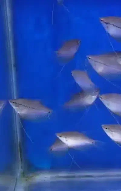 گورامی پرل|ماهی|شیراز, میانرود|دیوار