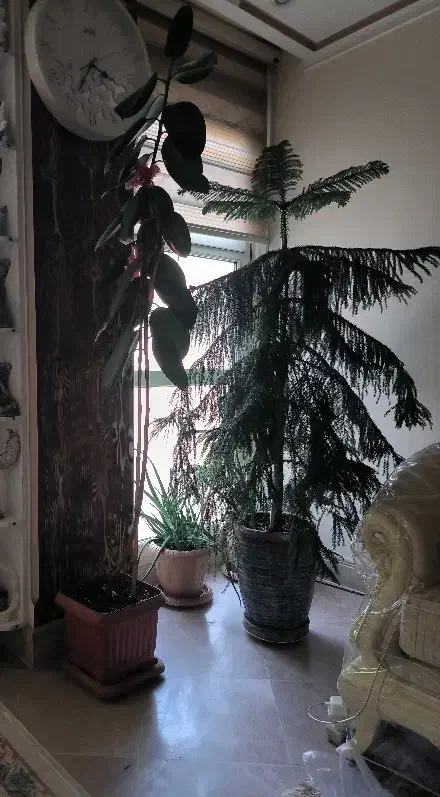 گلدان|گل و گیاه طبیعی|تهران, جمال‌زاده|دیوار