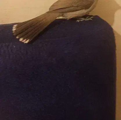 قناری اهوازی|پرنده|فولادشهر, B1|دیوار