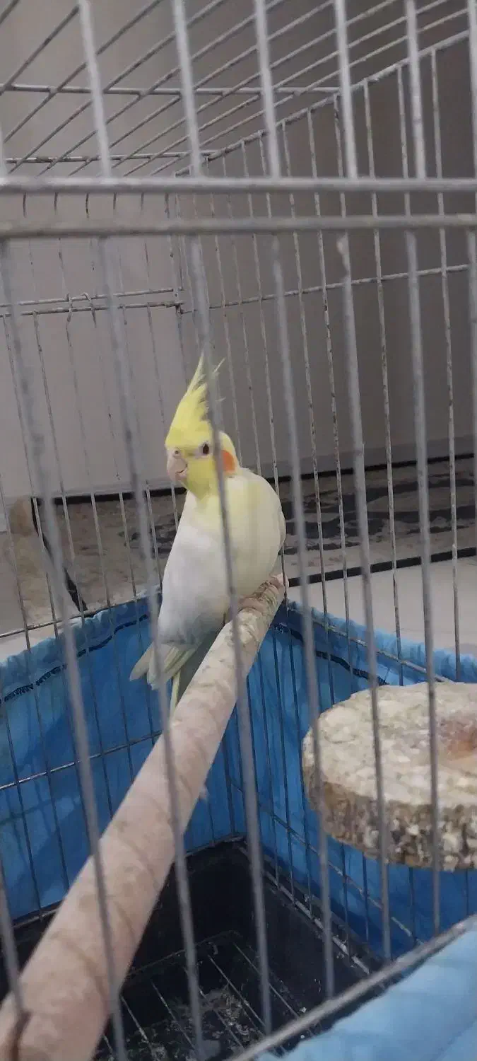 جفت عروس هلندی تخم گذار|پرنده|ری, سرتخت|دیوار