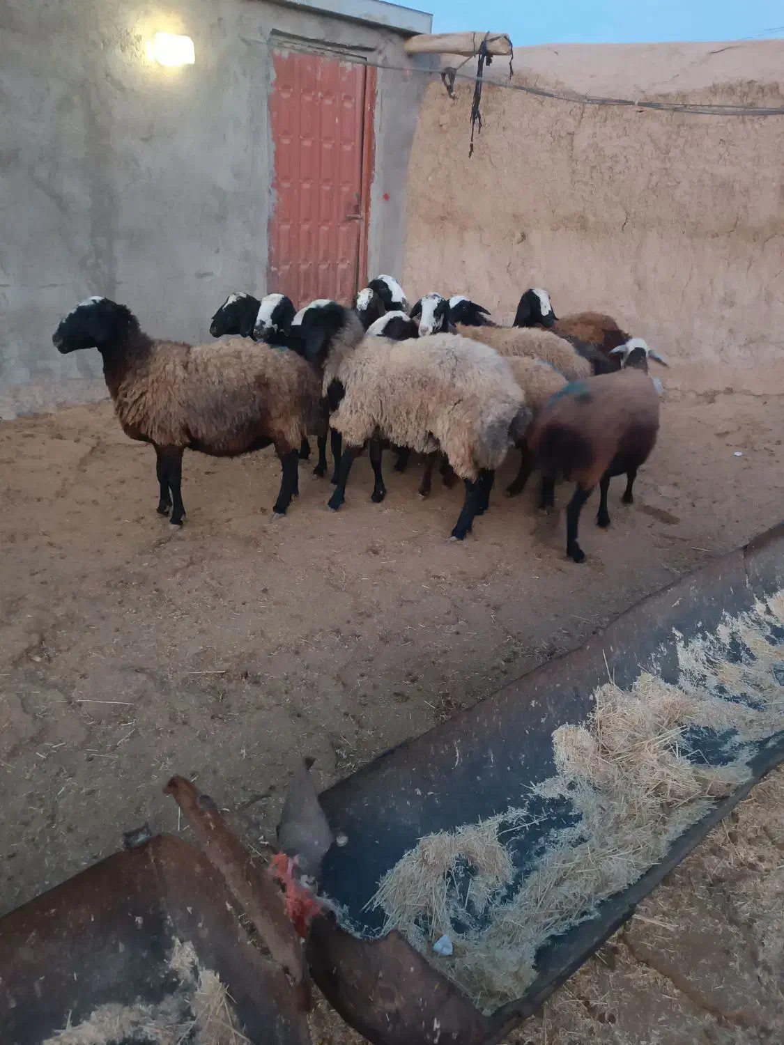 گوسفند شال|حیوانات مزرعه|بشاریات, |دیوار