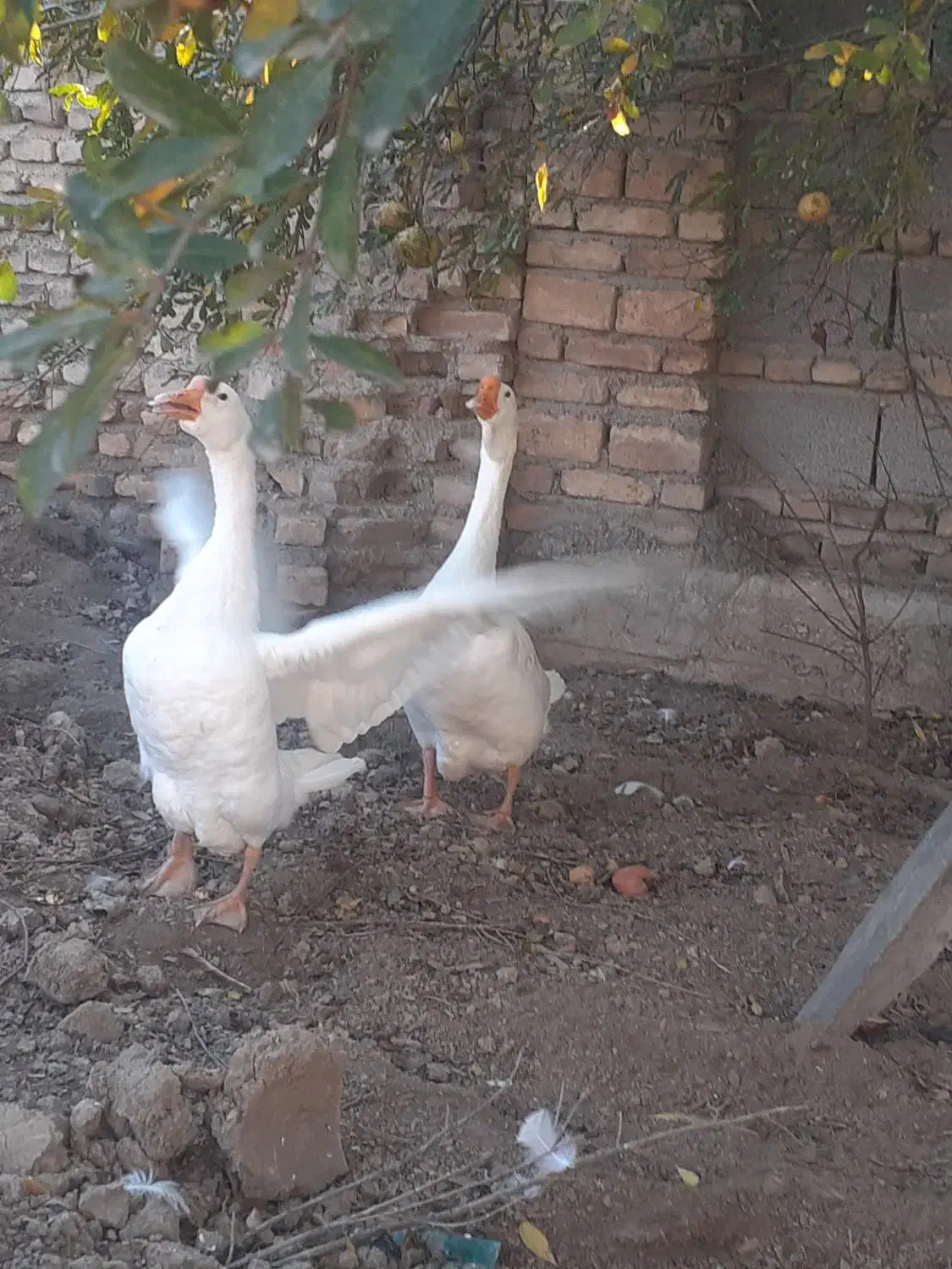 غاز قو|حیوانات مزرعه|سیمین شهر, |دیوار