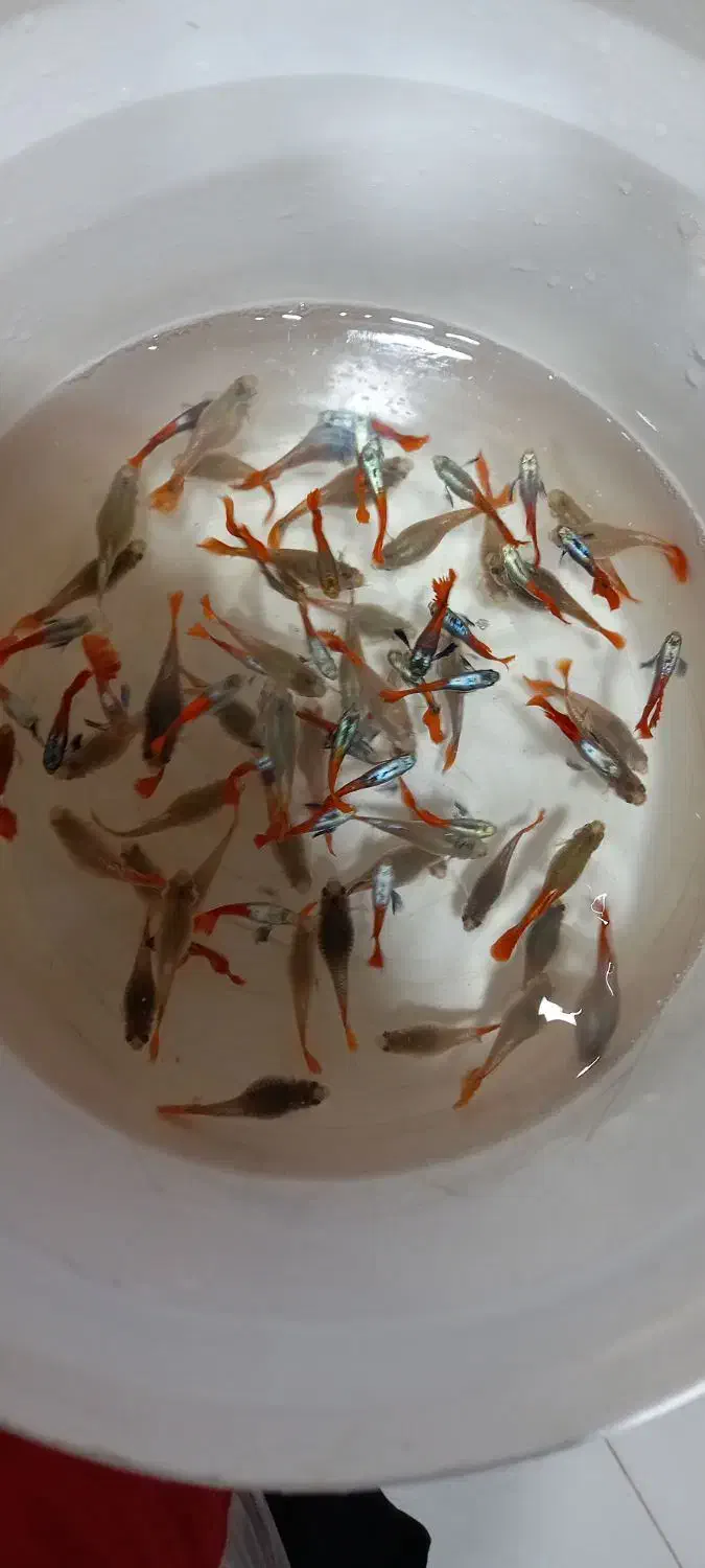 ماهی گوپی|ماهی|کرج, کوی کارمندان شمالی|دیوار