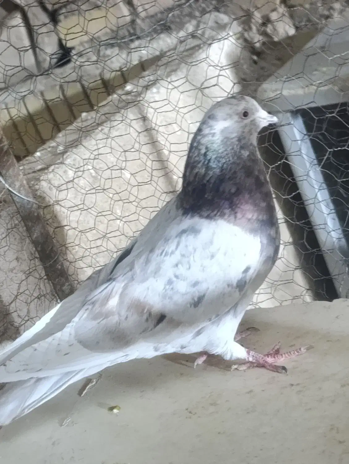 کفتر سرور معاوضه با جوجه زاجر|پرنده|میبد, |دیوار