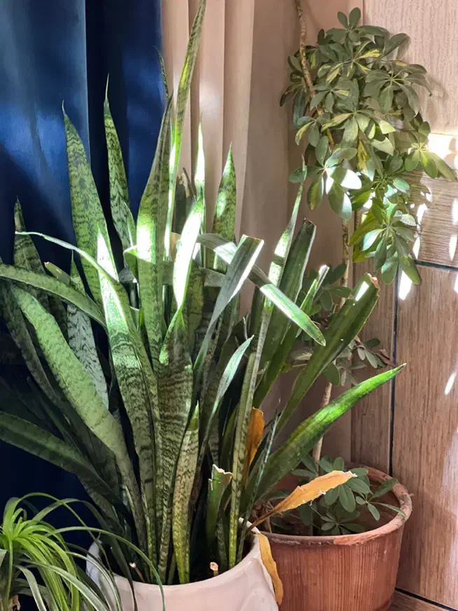 گل و گیاه|گل و گیاه طبیعی|شیراز, کوشک میدان|دیوار