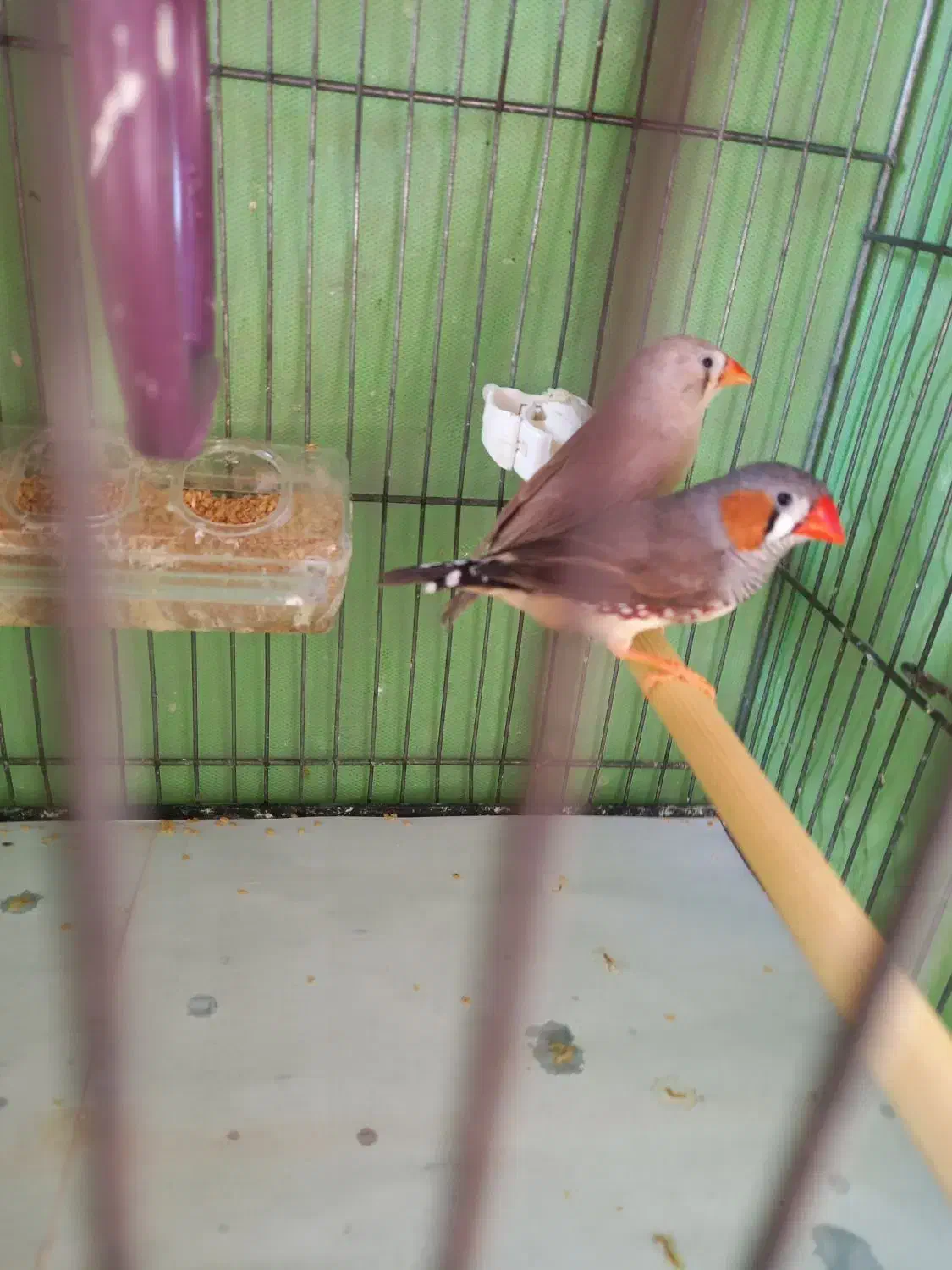 فنچ زیبا سالم|پرنده|تهران, فردوس|دیوار