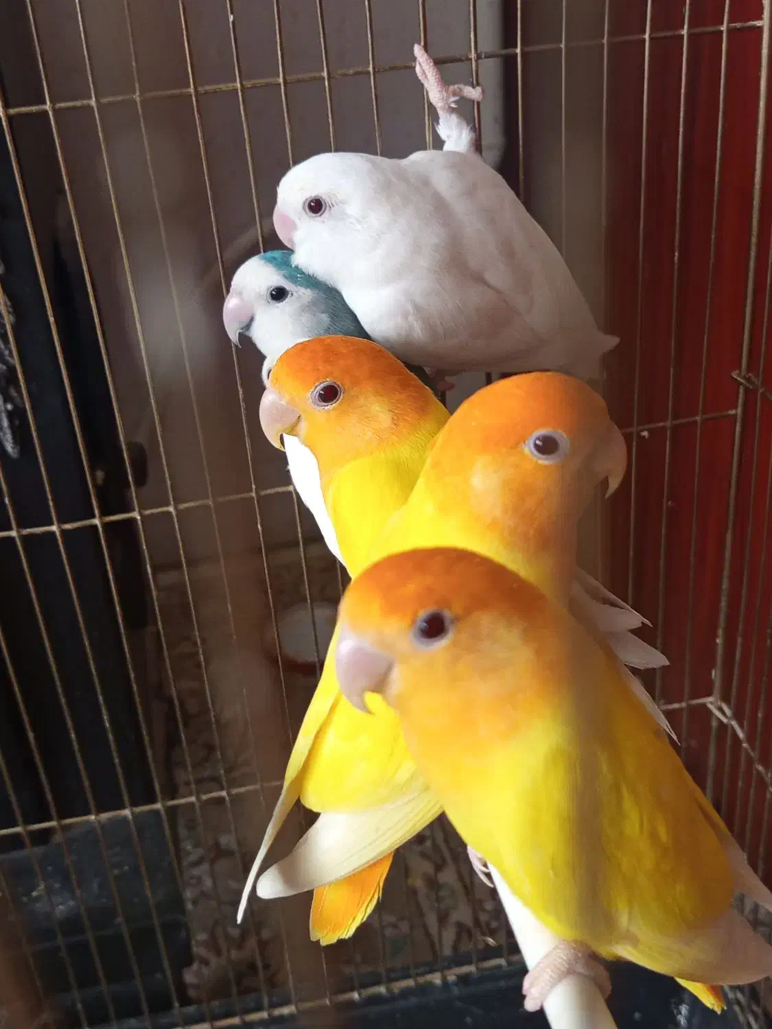 طوطی بریزیلی|پرنده|قائن, |دیوار