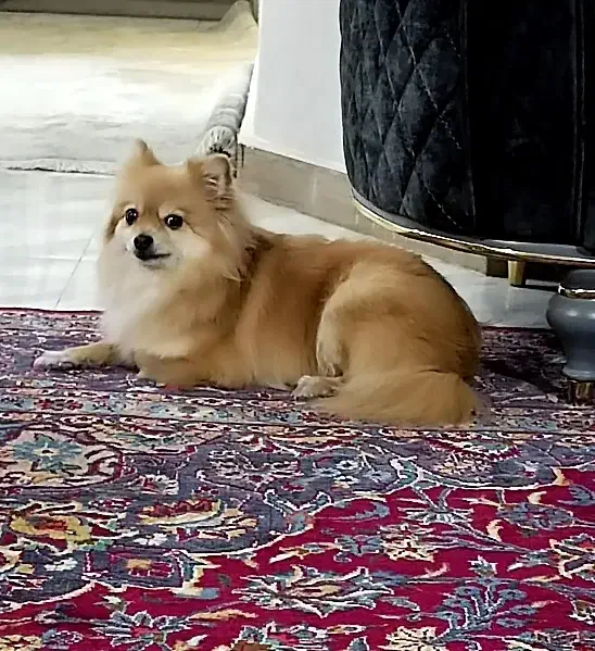 پامرین ماده|سگ|کرج, شهرک جهاننما|دیوار