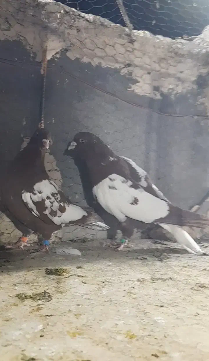 کبوتر ابلغ دم سفید|پرنده|مشهد, انصار|دیوار