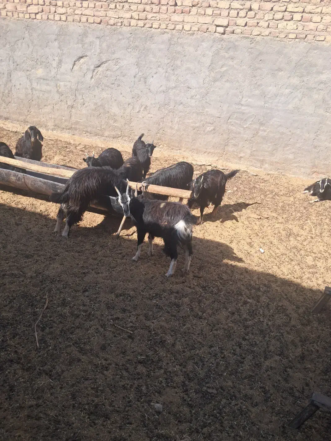 بزغاله بومی چاق|حیوانات مزرعه|آران و بیدگل, |دیوار