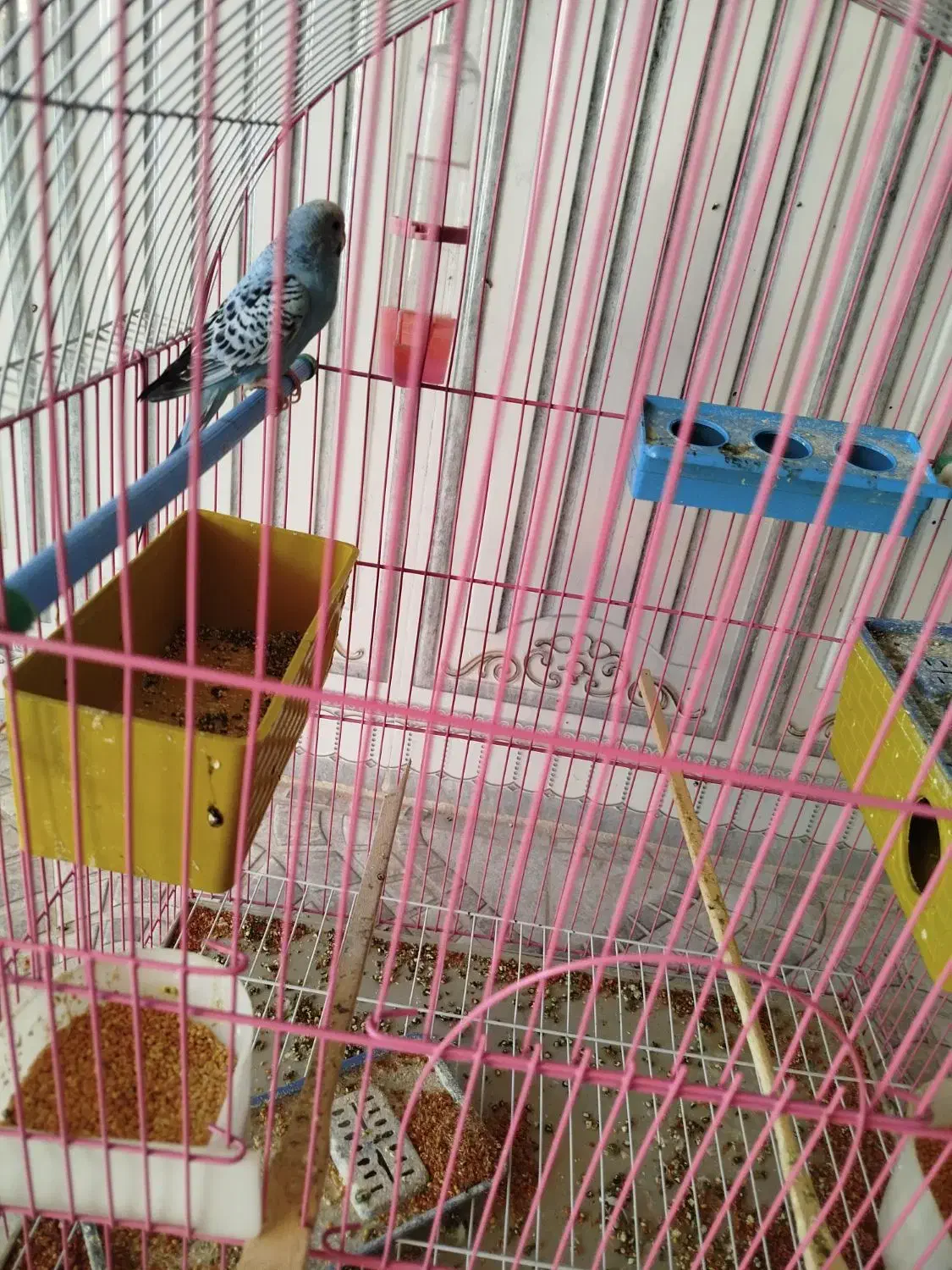 جفت مرغ عشق|پرنده|ساوه, |دیوار