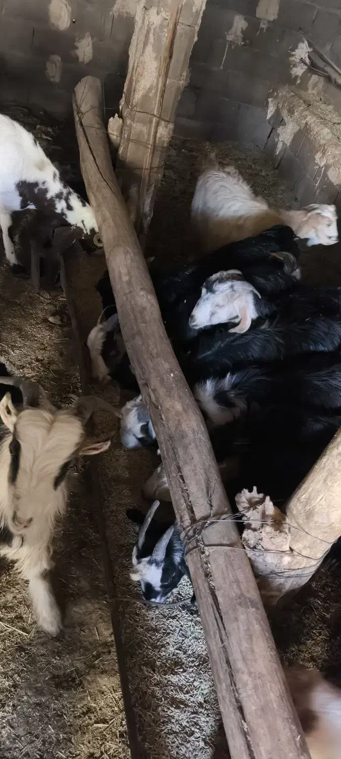 کهره نر و ماده|حیوانات مزرعه|لردگان, |دیوار