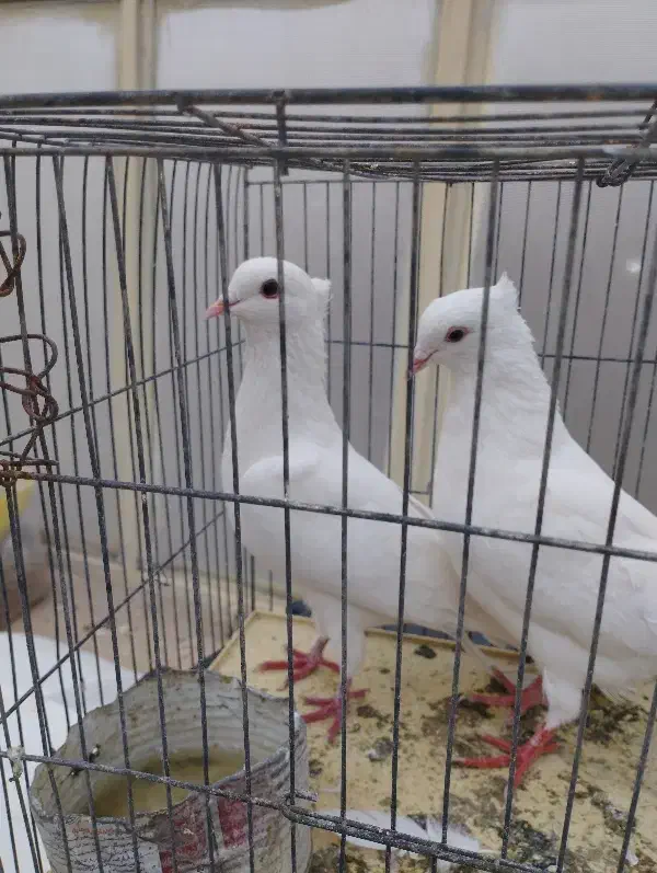 کبوتر کشیده خوش استایل|پرنده|ایذه, |دیوار