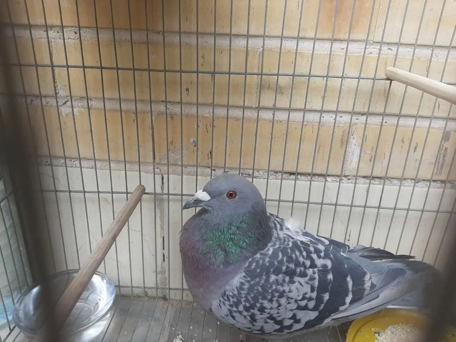 کبوتر|پرنده|فولادشهر, B5|دیوار