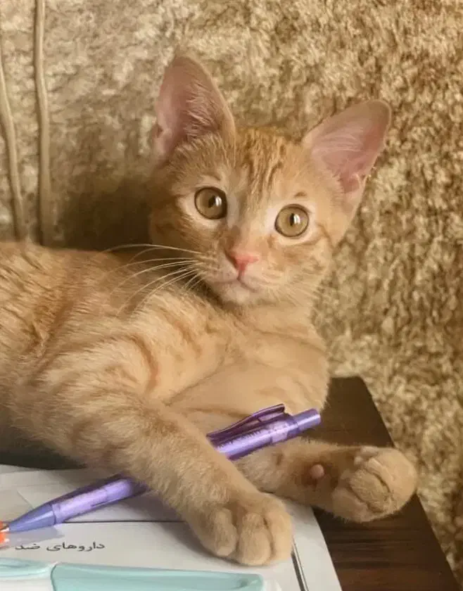 واگذاری رایگان گربه نارنجی DSH شیطون و مهربون|گربه|کرج, فاز ۲ مهرشهر|دیوار