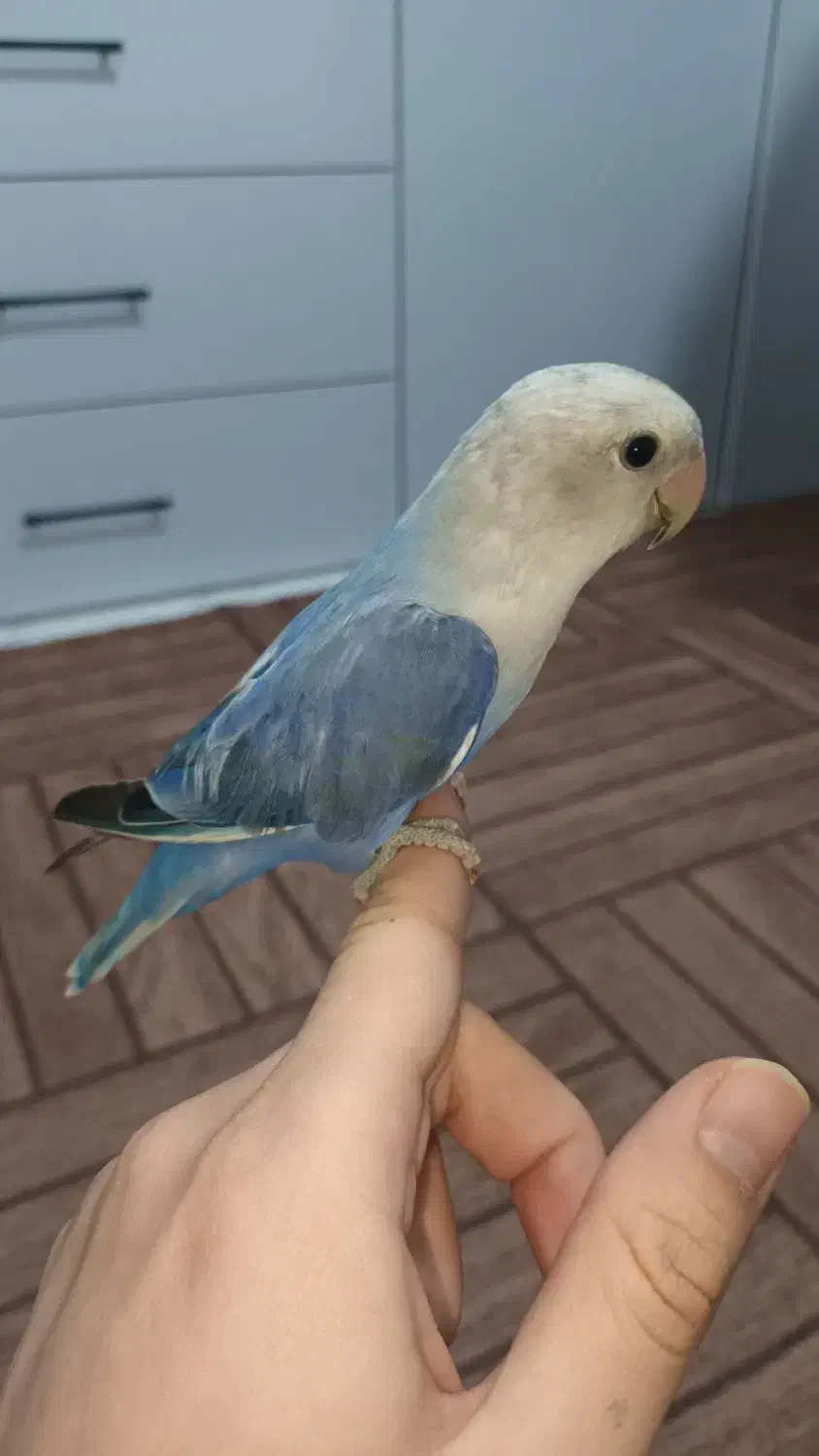 طوطی برزیلی|پرنده|شهریار, شهرک امیریه|دیوار