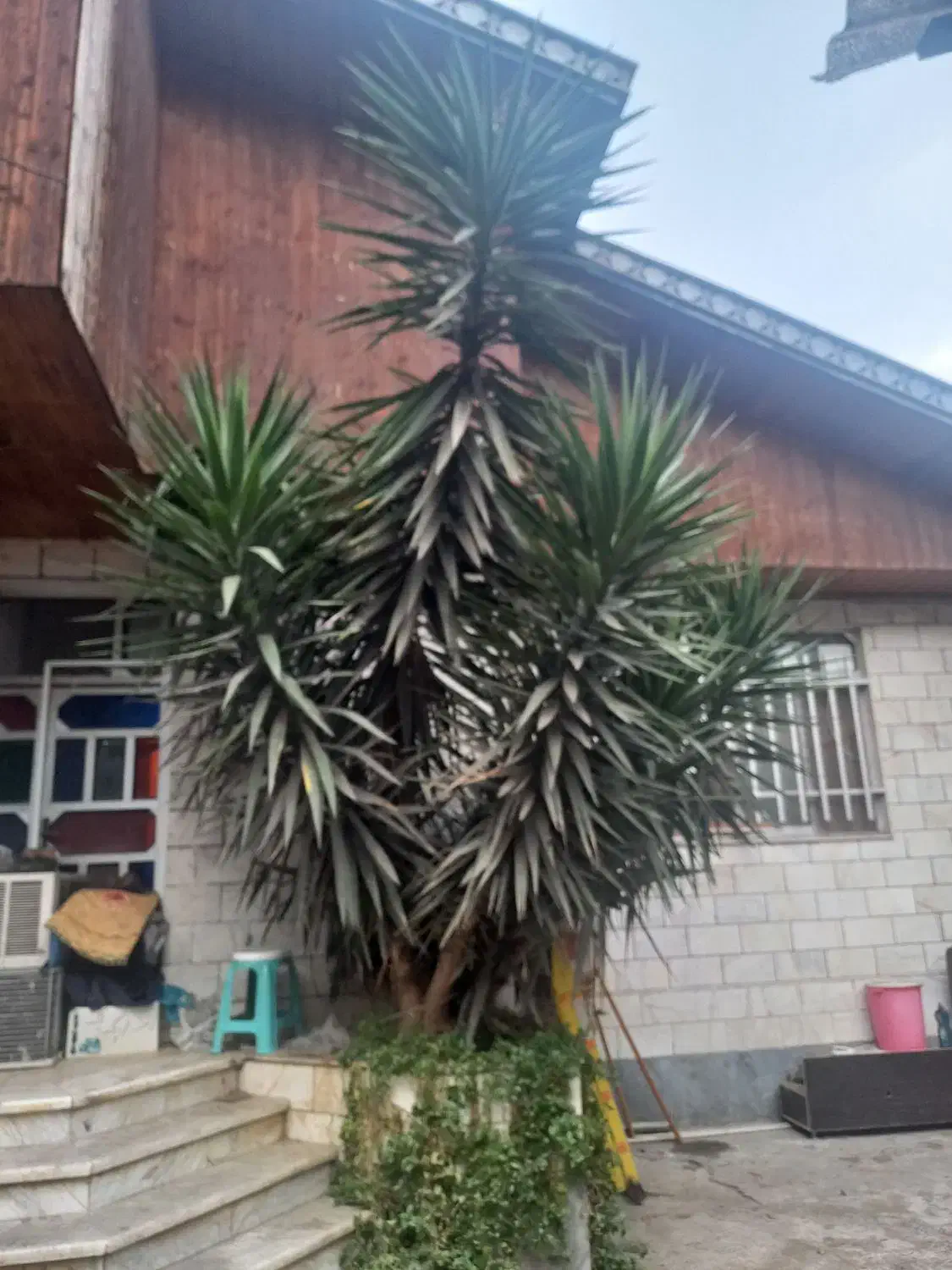 گل یوکا تنه دار و بزرگ|گل و گیاه طبیعی|رشت, توشیبا|دیوار