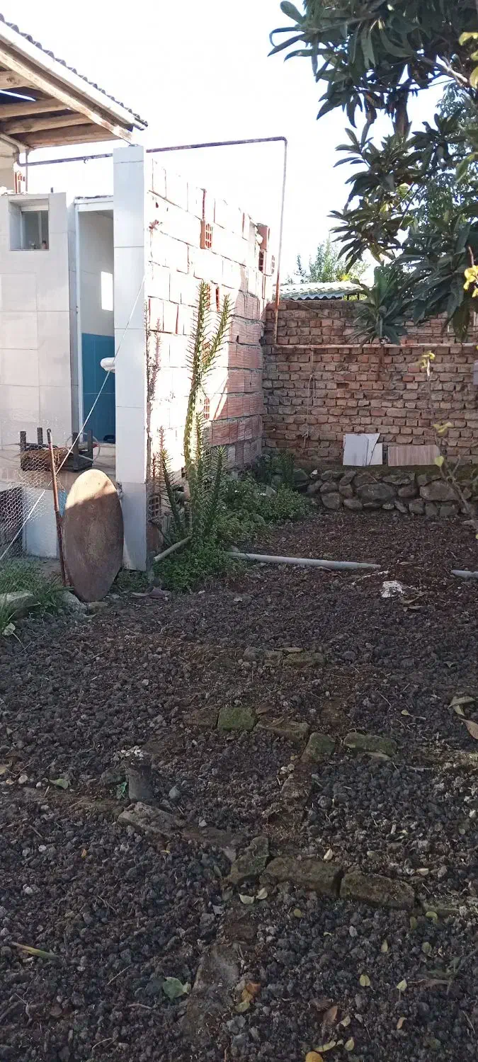 ی عددگل کاکتوس بزرگ|گل و گیاه طبیعی|بندر گز, |دیوار