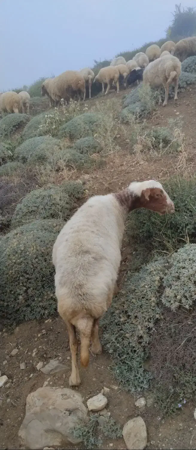 گوسفند شکم دار|حیوانات مزرعه|املش, |دیوار