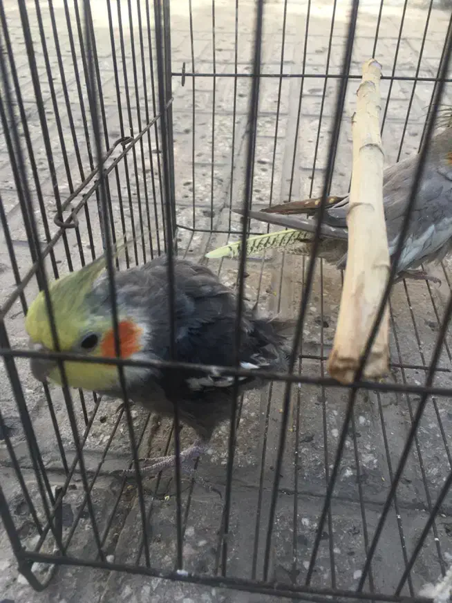 عروس هلندی معاوضه|پرنده|تهران, مشیریه|دیوار