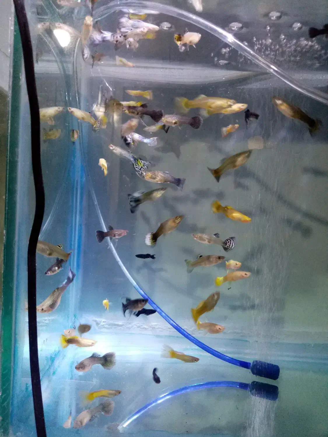 گوپی خاص|ماهی|تربت‌حیدریه, باغ سلطانی|دیوار