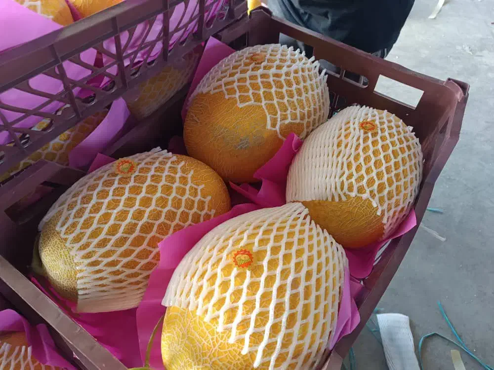 کاهو ایسبرگ دزفول نو بر|خدمات باغبانی و درختکاری|آستارا, |دیوار