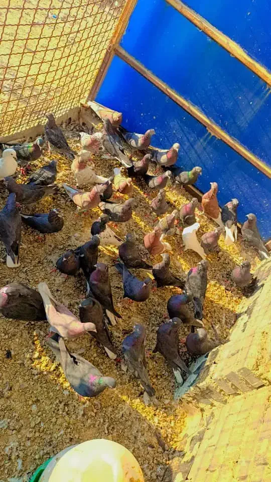 40عدد لوت|پرنده|خرمشهر, |دیوار