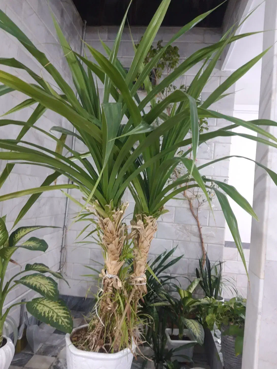 فروش گل|گل و گیاه طبیعی|کنگاور, |دیوار