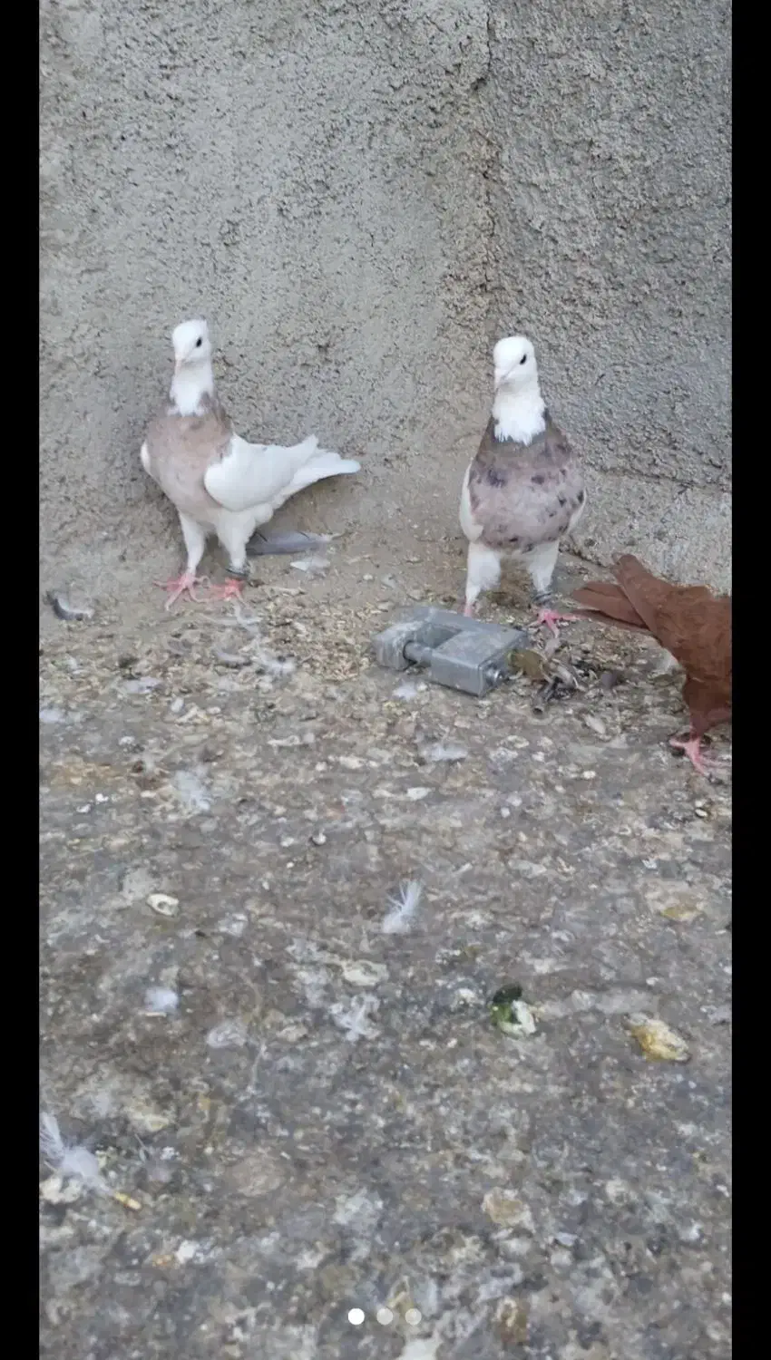 کبوتر|حیوانات|خرم‌آباد, |دیوار