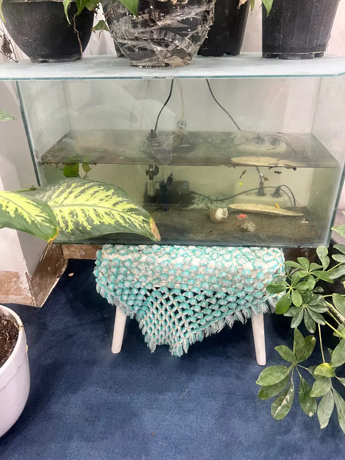 آکواریوم با ماهی|ماهی|چابهار, |دیوار