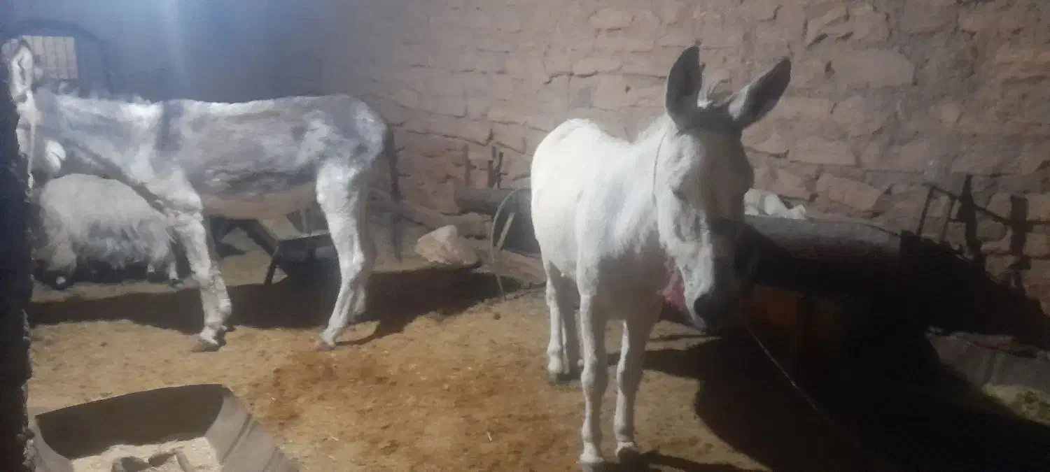 دو عدد خر گله یک عدد نرکی اخته دوم ماچکی|حیوانات مزرعه|قم, قلعه عموحسین|دیوار