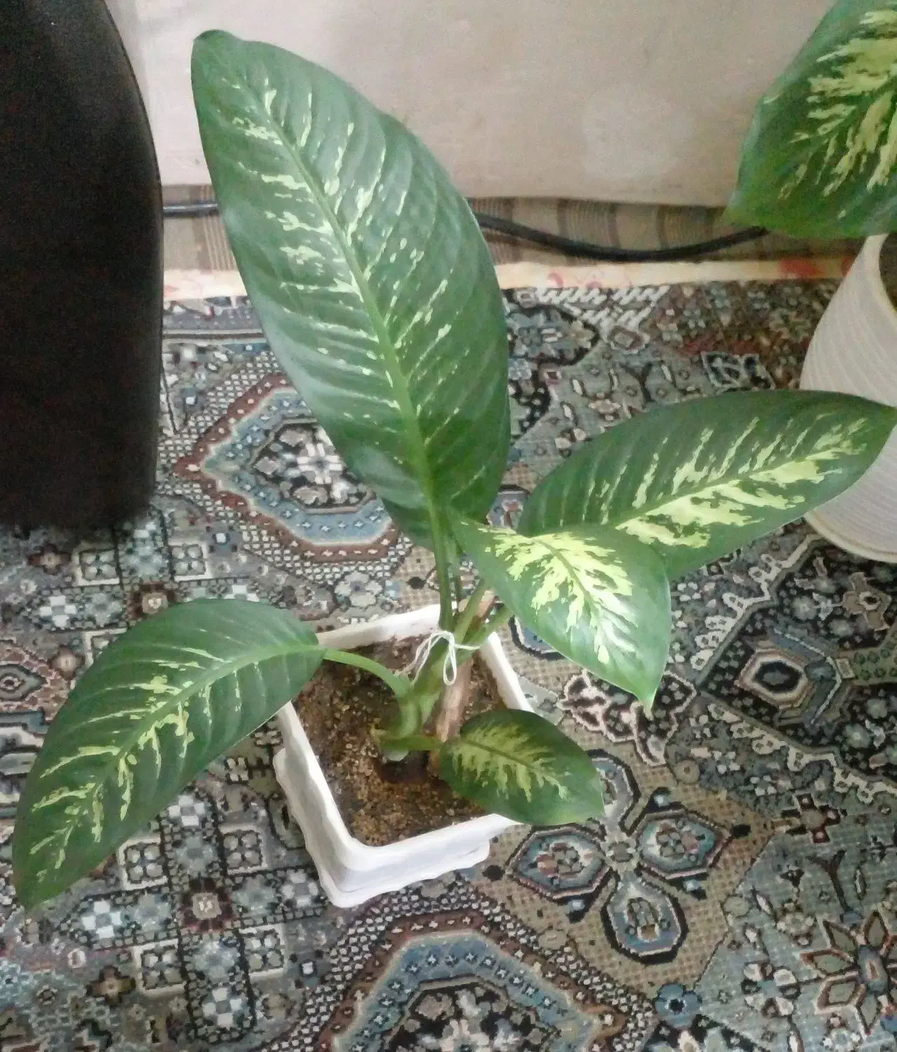 گل وگیاه طبیعی|گل و گیاه طبیعی|مراغه, |دیوار