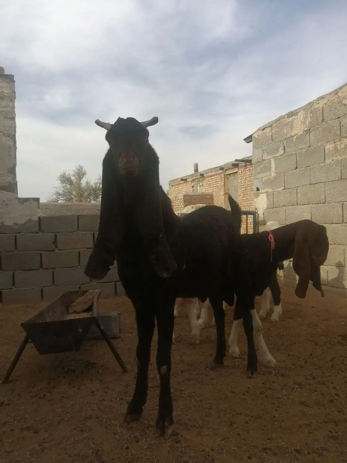 نربز پاکستانی|حیوانات مزرعه|رضویه, |دیوار