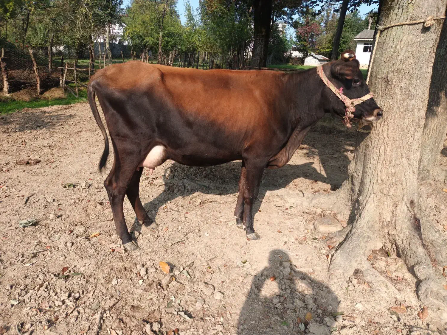 فروش گاو بران سوئیسی (زایمان اول)بدون گوساله|حیوانات مزرعه|رضوانشهر, |دیوار