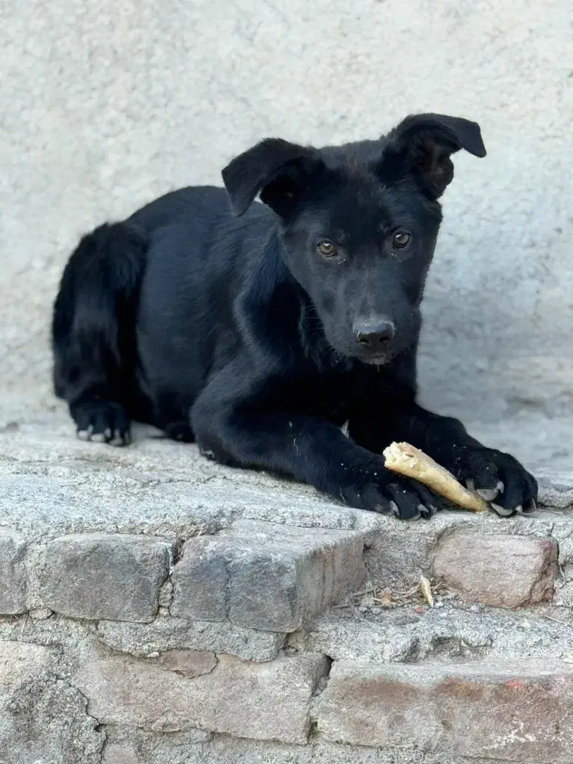 ژرمن بلک نر|سگ|اردبیل, |دیوار