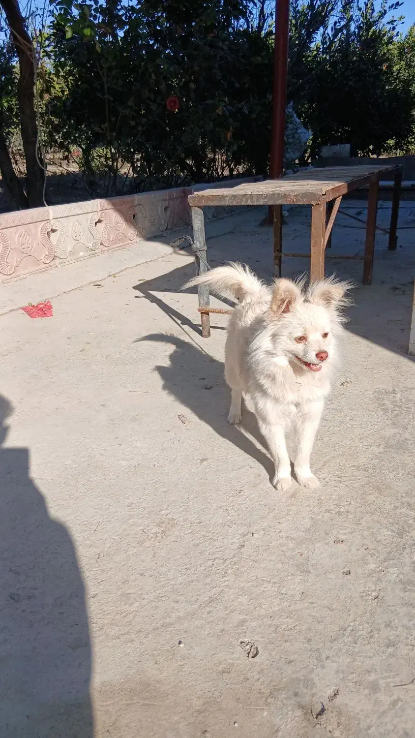 پامر اشپیتز|سگ|گرگان, |دیوار