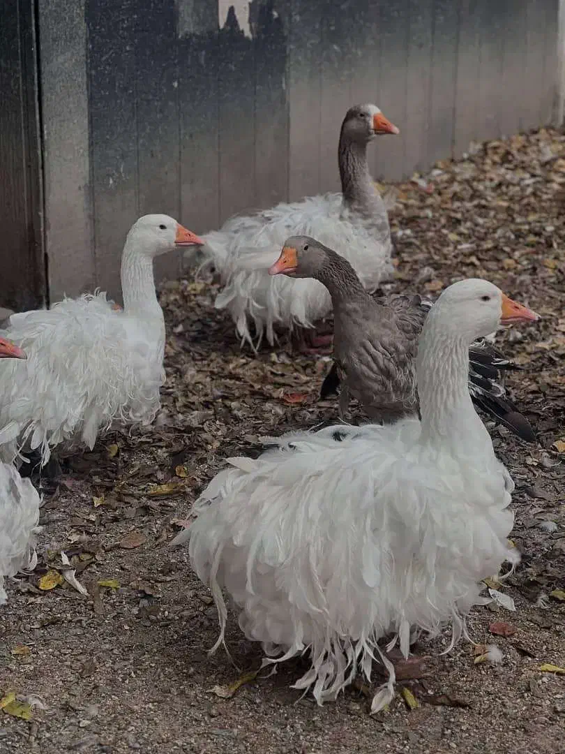 غاز سباستوپل فرانسوی وغاز عروس آلمانی|حیوانات مزرعه|رشت, پل تالشان|دیوار