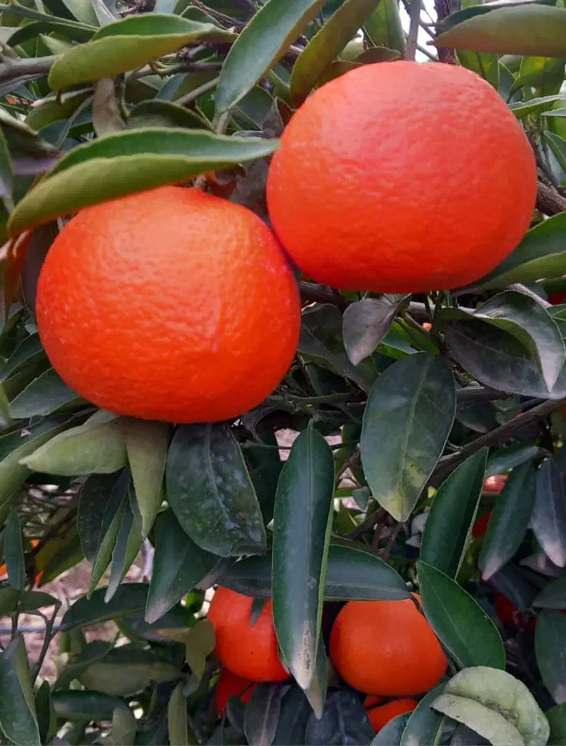 فروش حدود ۵۰۰ کیلو پیچ شیرین و آبدار سردرختی|عمدهفروشی|ساری, |دیوار