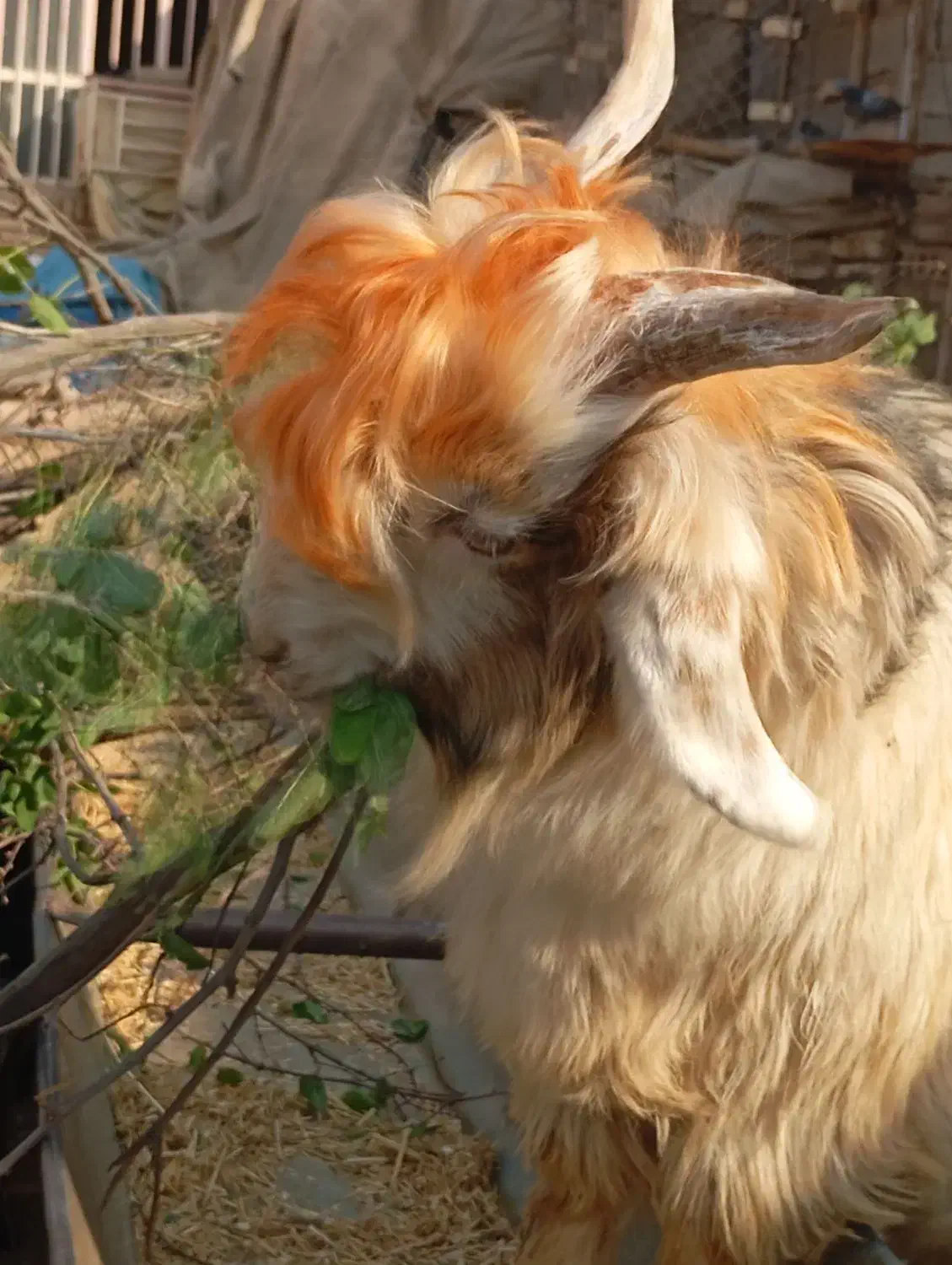 بیگ نرتخمی چاق|حیوانات مزرعه|شوشتر, |دیوار