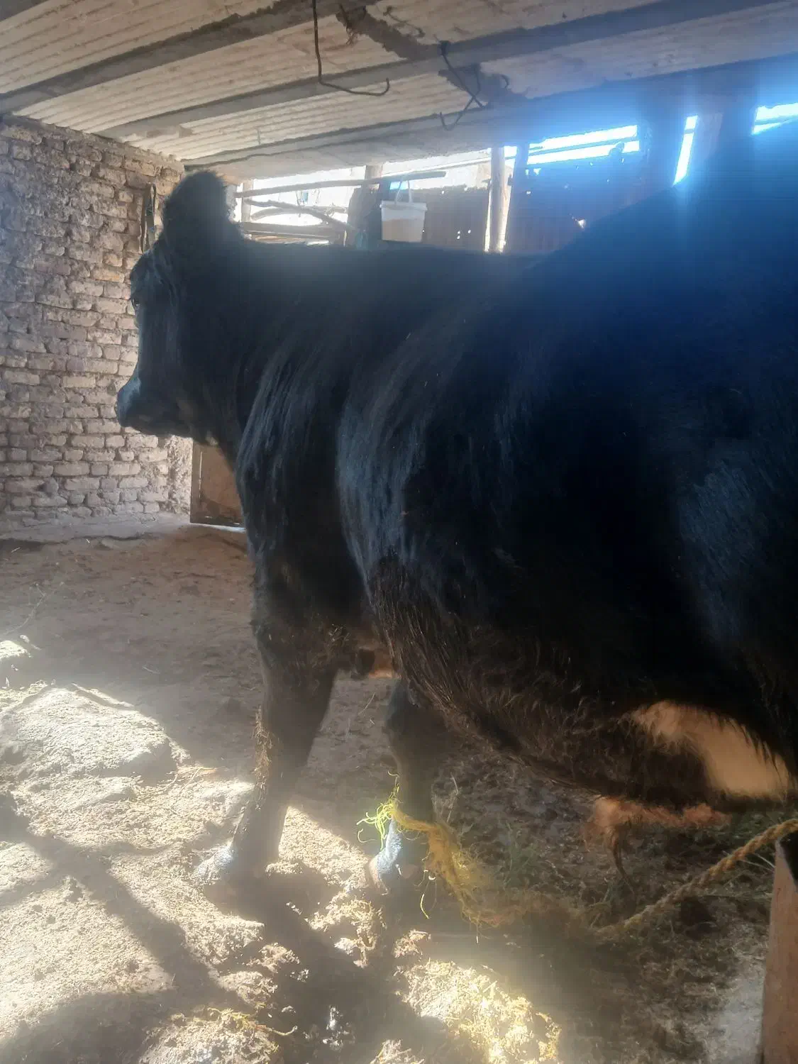 گوساله نره سوپر گوشت|حیوانات مزرعه|گچی, |دیوار